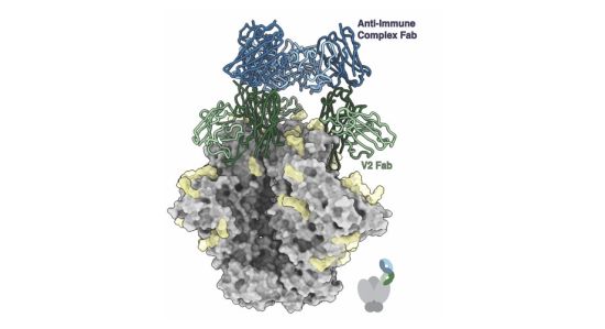 Scripps Research scientists found that HIV vaccination can lead to the production of anti-immune complex antibodies (blue) that recognize immune complexes composed of antibodies (green) rather than the HIV virus alone (gray). Credit: Scripps Research