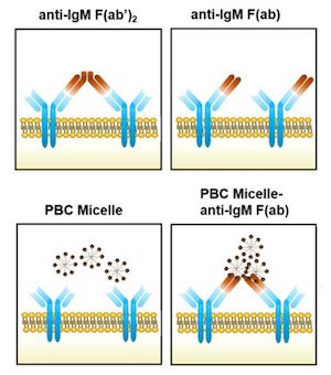 Activating antibody production