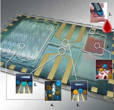 Differential immuno-capture biochip schematic