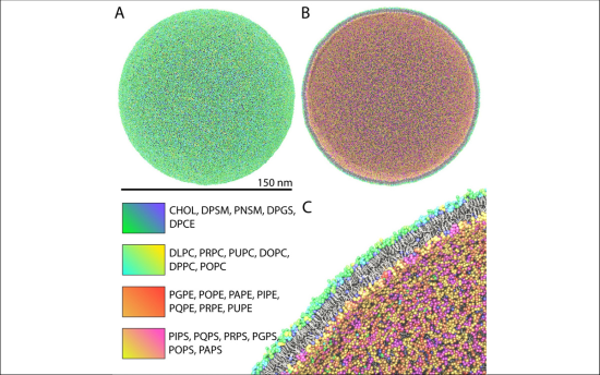 Full-scale model of a realistic HIV-1 lipid vesicle