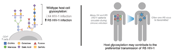 Host_cell-glycosylation