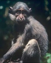 Sooty Mangabey, juvenile