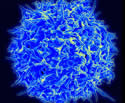 T cell