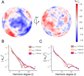 Bending rigidity of the HIV-1 lipid vesicle.