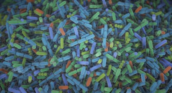 Microscopic image of bacteria in the gut. Image by Donny Bliss, NIH